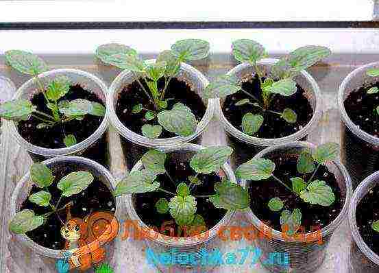 Виола ампельная: выращивание из семян