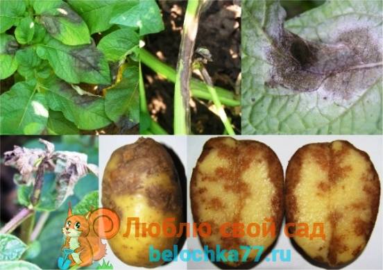 Фото и описание болезней картофеля