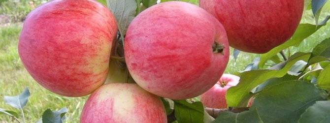 Прекрасные сорта декоративных яблонь