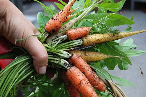 Подробная инструкция, как хранить морковь во мху: плюсы и минусы методики