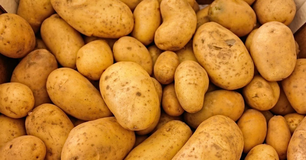 Можно ли сажать картофель в июле и как правильно это сделать