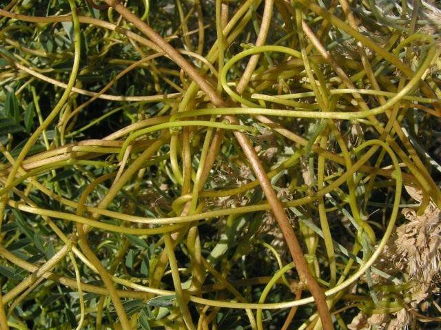 Трава повилика — описание сорняка, свойства, как бороться