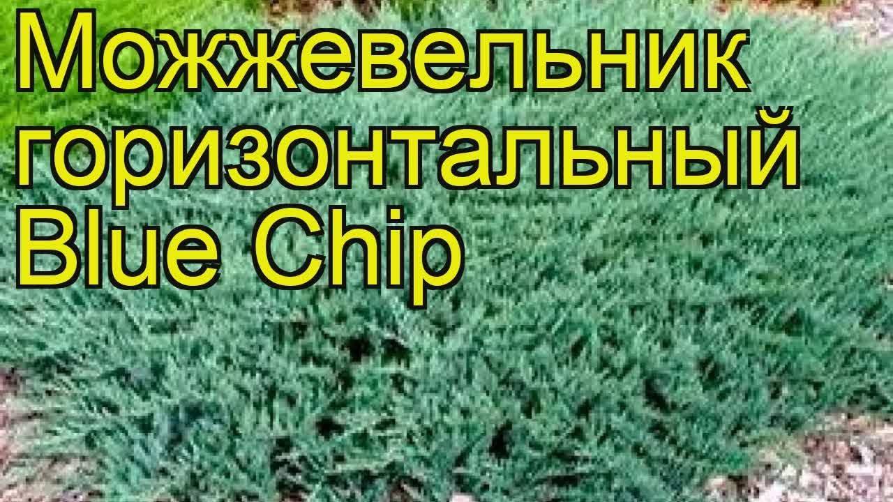 Можжевельник блю чип — уникальный чешуйчатый хвойник