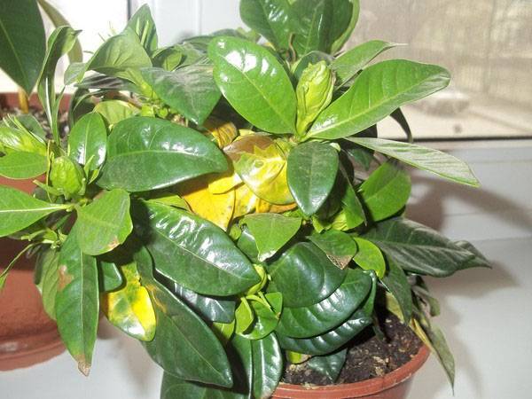Капризное растение: почему у гардении чернеют, желтеют и опадают листья?