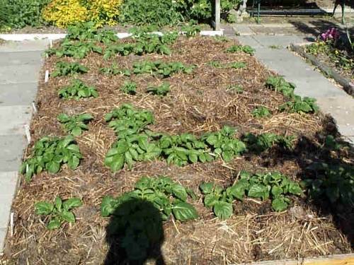Выращивание картофеля под сеном или соломой: особенности, тонкости, инструкция