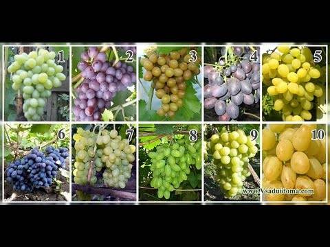 Лучшие морозостойкие сорта винограда