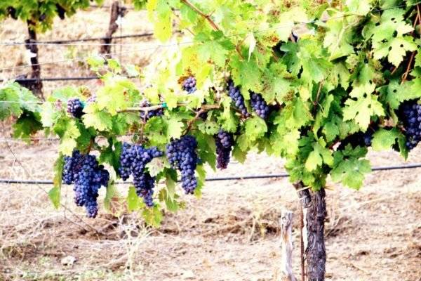 Выращивание винограда на урале