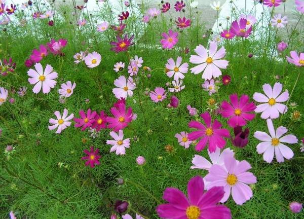 Цветы космея – лучшие растения для начинающего цветовода