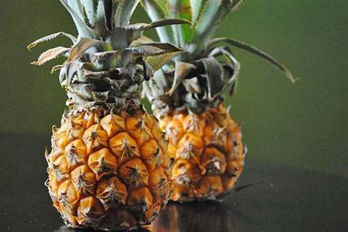 Как вырастить ароматный вкусный ананас в домашних условиях