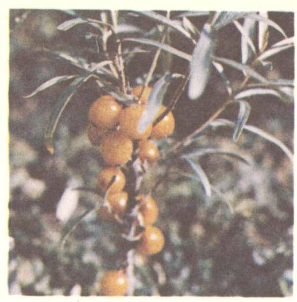 Абрикосовый компот из абрикосов на зиму