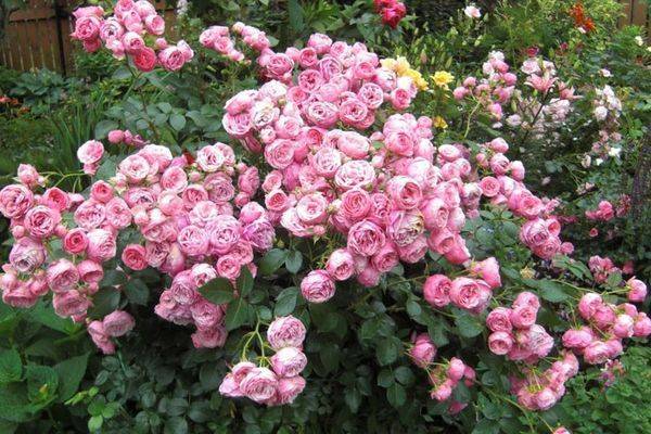 Пионовидные розы: основные сорта, правила выращивания и варианты использования в ландшафтном дизайне