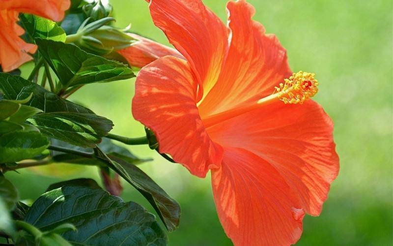 «цветок любви» на вашем участке — гибискус садовый: размножение и уход