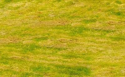 Почему газон желтеет после стрижки — возможные причины желтизны газона