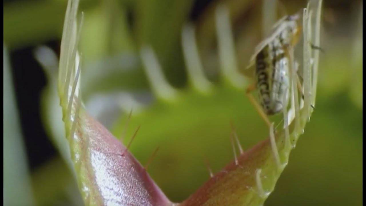 Растение хищник непентес — уход в домашних условиях
