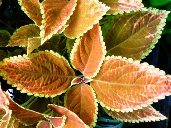 Почему не цветет гиппеаструм — растут только листья