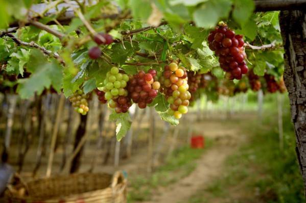 Пересаживаем виноград на новое место правильно