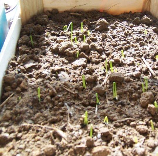 Тонкости выращивания лука эксибишен через рассаду в сибири. сроки посева и правила ухода