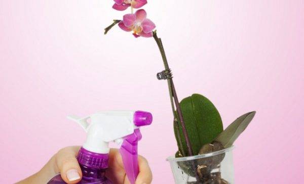 Узнайте, как разводить янтарную кислоту для орхидей