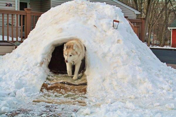 Как утеплить собачью будку на зиму