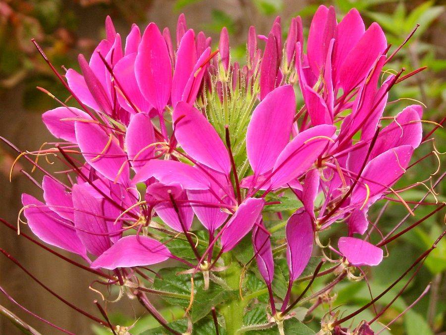 Клеома цветок — описание многолетних видов колючая и хесслера