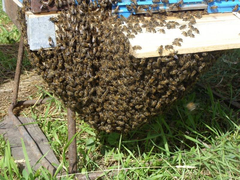 Делаем отводки пчел весной
