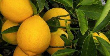 Неприхотливый и оригинальный лимон мейера: уход и разведение