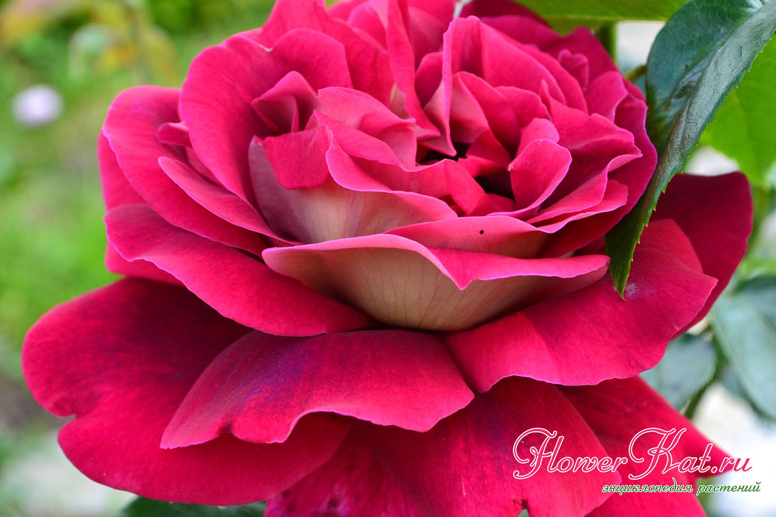 48 красивых сортов роз розового цвета с названиями и фото