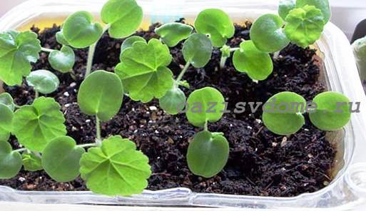 Всё о семенах пеларгонии: как посадить и вырастить в домашних условиях пошагово?