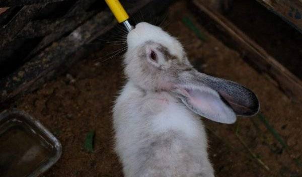 Как оборудовать удобные поилки для кроликов без лишних затрат