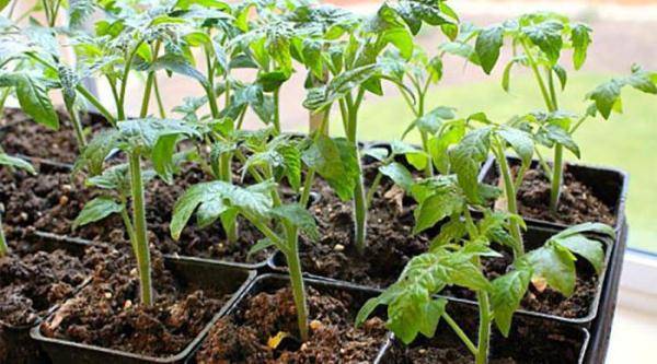 Посадка и выращивание помидоров по методу и.м. маслова