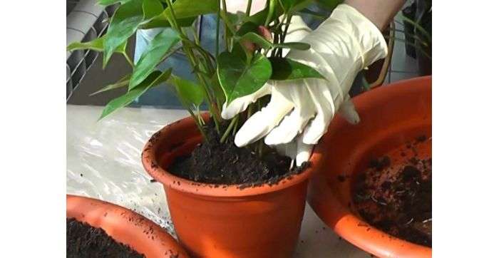 Реанимируем гибнущее растение антуриум. как спасти антуриум? остался пенек с листьями антуриум засох что делать
