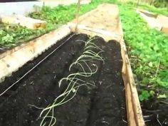 Выращивание моркови на даче