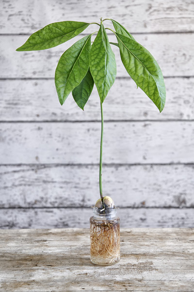 Как вырастить авокадо из косточки в домашних условиях — советы по посадке, уходу и содержанию дерева в домашних условиях