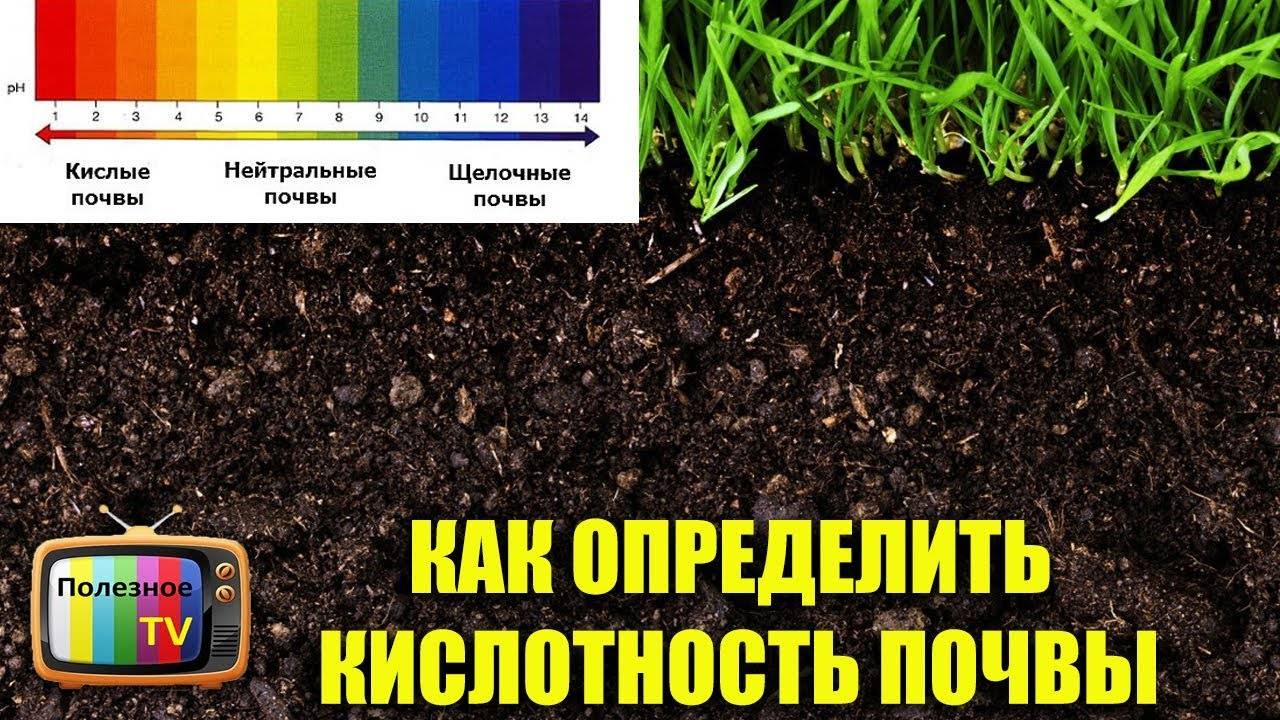 Как определить кислотность почвы самостоятельно