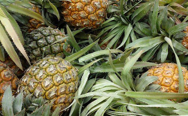 Как хранить ананас: 7 способов хранения и домашнее выращивание