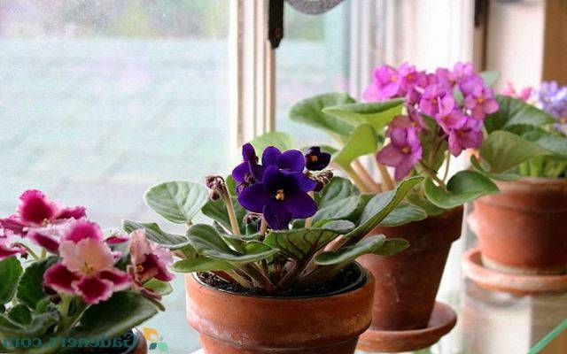 Подробно о том, чем подкармливать фиалки для обильного цветения в домашних условиях