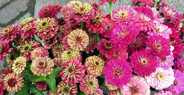 Выбираем эффектные виды и сорта цинии – аристократического цветка для вашего сада