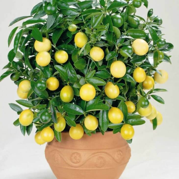Лимонное дерево — уход за комнатным растением
