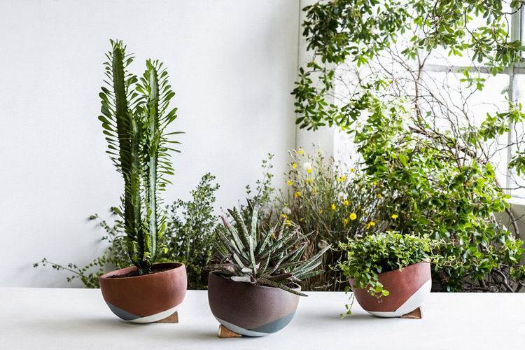 10 лучших быстрорастущих комнатных растений