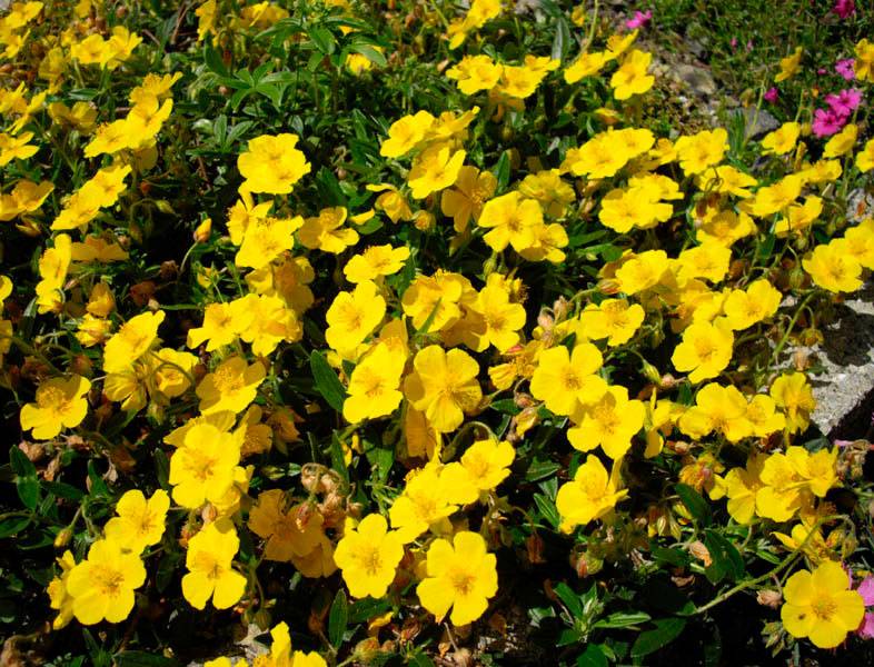 Украшение цветника — многолетник солнцецвет