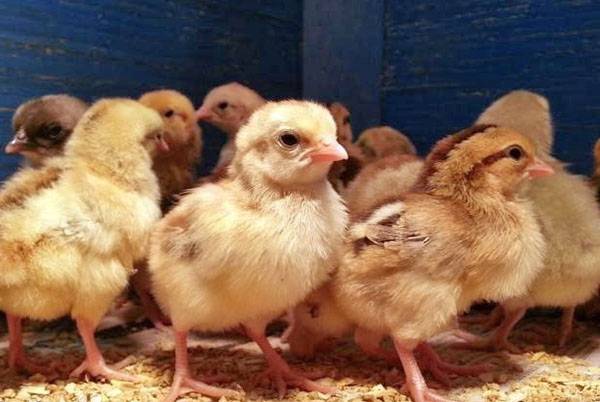 «байтрил»: инструкция по применению для цыплят