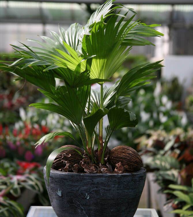 Фиттония - растение для вашего дома