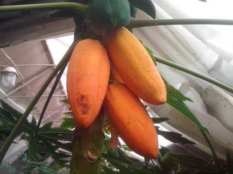 Как вырастить папайю у себя дома