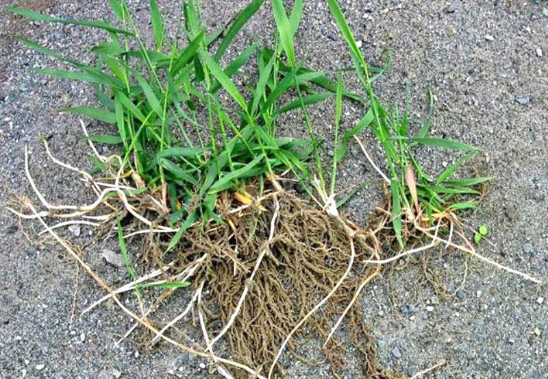 Сеем осенью рожь как сидерат для улучшения состава почвы