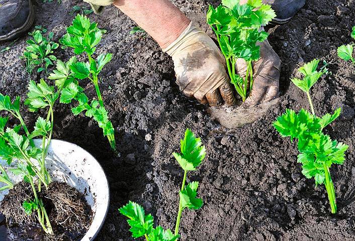 Черешковый сельдерей — правильно выращиваем полезное растение