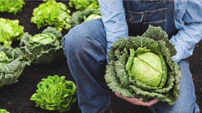 Польза и вред листового салата для здоровья организма