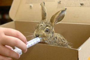 Чем кормить маленьких крольчат: разбираем по пунктам