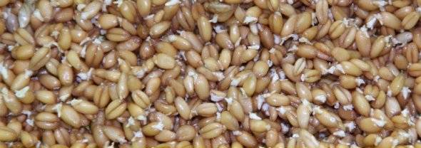 6 фактов о пользе и вреде пророщенной пшеницы для здоровья
