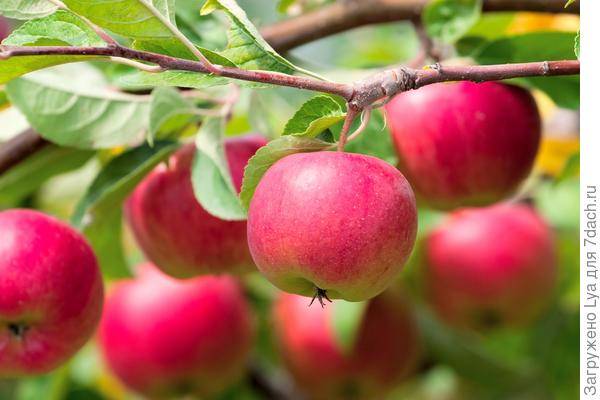 Яблоня не цветет и не плодоносит: почему это происходит и что делать