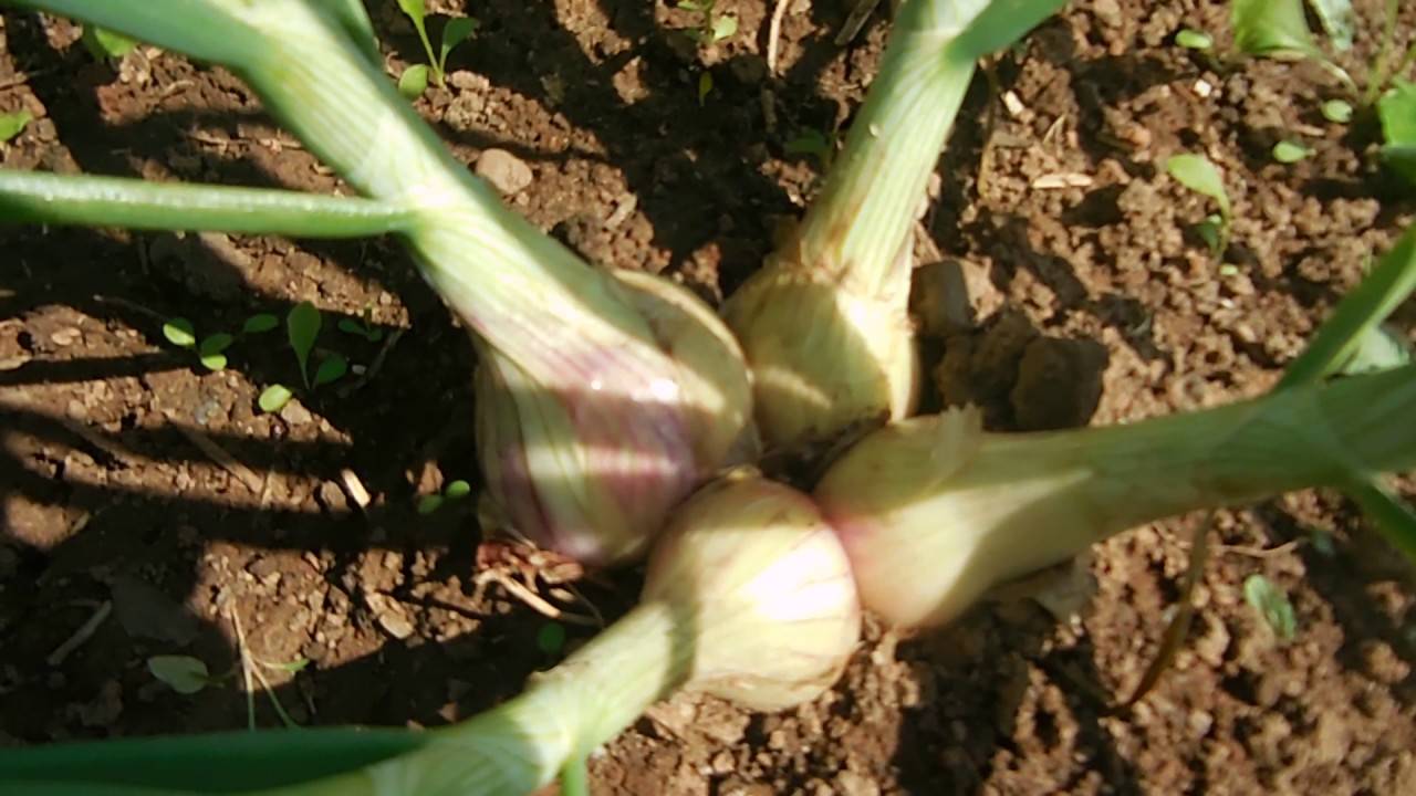 Лук-шалот — выращивание, посадка, размножение и уход